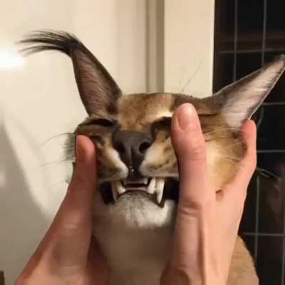 3d flop