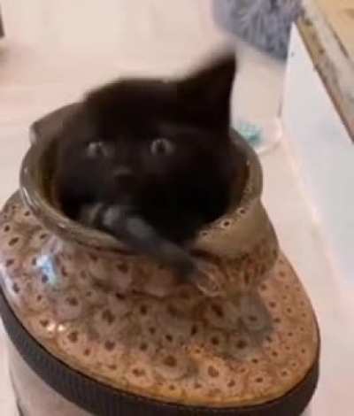 cute cat