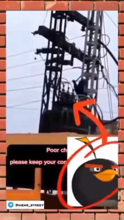 Bird Rule