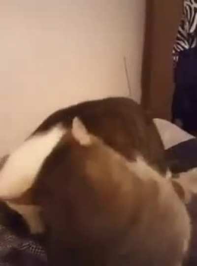 Sure This Was Posted Already, But Perfectly Cut Cat Scream