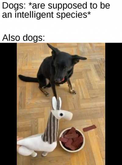 He got tricked by the hooman.