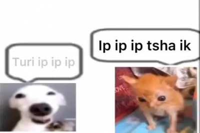 Turi ip