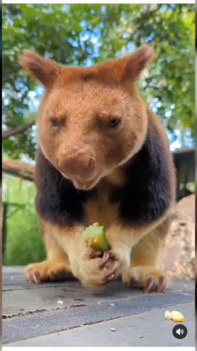 The Baby Tree Kangaroo, an animal you probably didn't know existed
