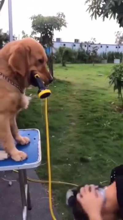 Helping out his fellow human
