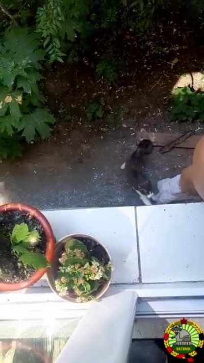 Cand te intrebi de ce nu iti mai vine pisica acasa
