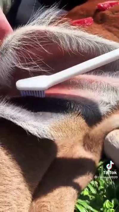 A very lucky cow getting a spa day