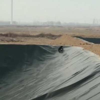 Dog in a dam