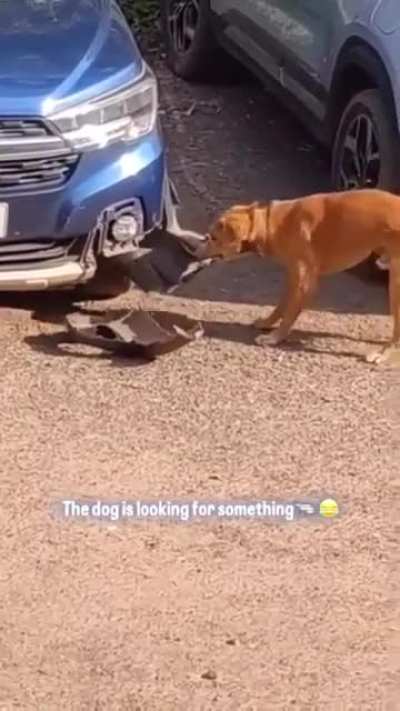 Doggo looking for something in stranger's car