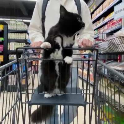 Cat.