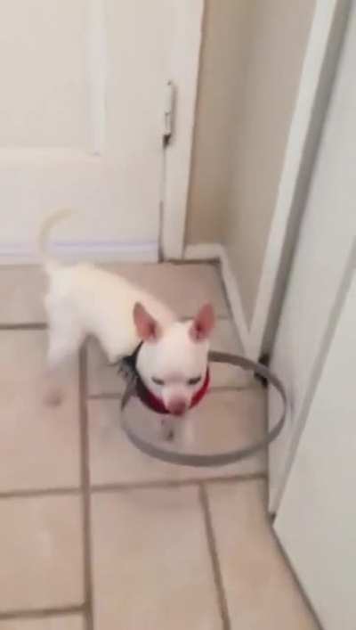 A blind dog was afraid to walk, so his owner invented this device for him. It's called a Halo.