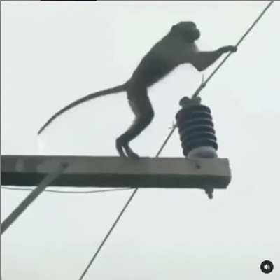 possible repost rule monkey zap wire aaa