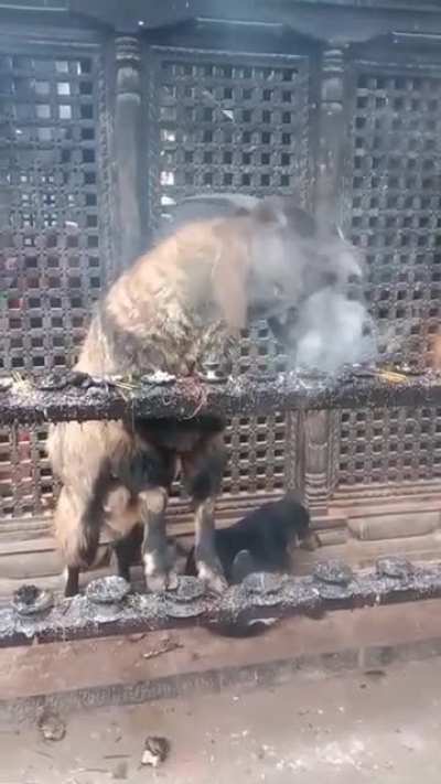 Goat in Nepal inhaling and exhaling smoke