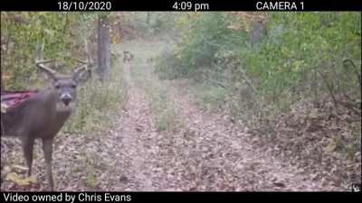A Deer Still Alive With It Missing Half Of Bt's Back!