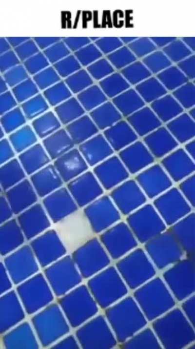 r/place