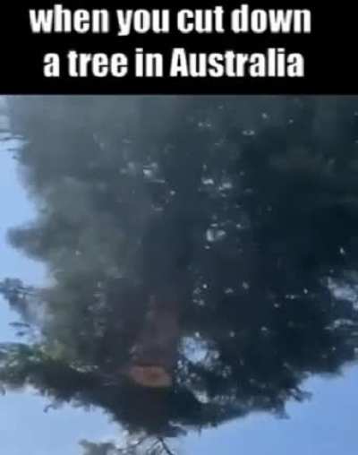 You look like you've never seen a flying tree before, cunt!