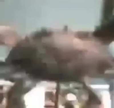 what the crab doin