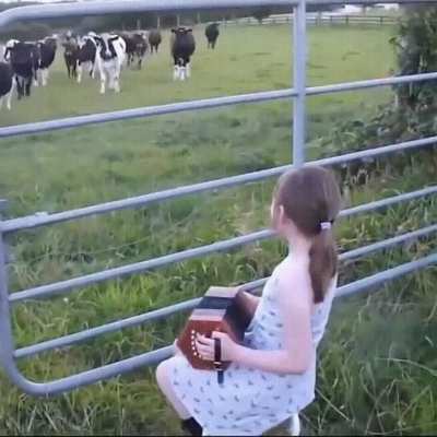 I guess cows are intrigued by music? 🐮🐮