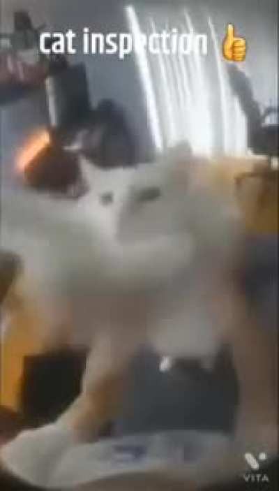 cat inspection 👍