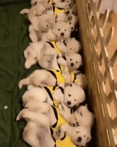 Puppers waking up in sync