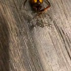 Some guy chopped off a Murder Hornets head with a towel and his deranged face just kept chomping at him for MINUTES