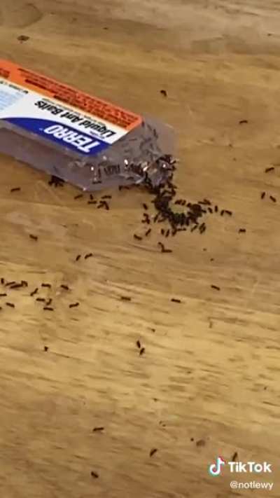The ants heard The Baby’s music and pulled up on me 🥶