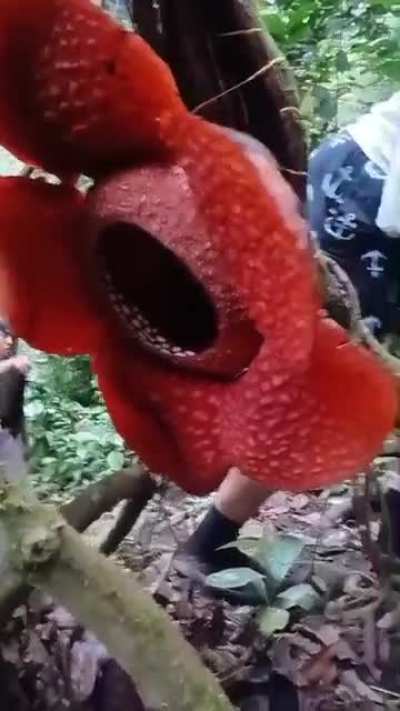 ✿ Rare Corpse-flower (𝘙𝘢𝘧𝘧𝘭𝘦𝘴𝘪𝘢 𝘢𝘳𝘯𝘰𝘭𝘥𝘪𝘪, one of the largest flowers in the world, ~1m wide) found blooming in the rainforest – lasts only 5-7 days and smells like rotting ꪑeat.
