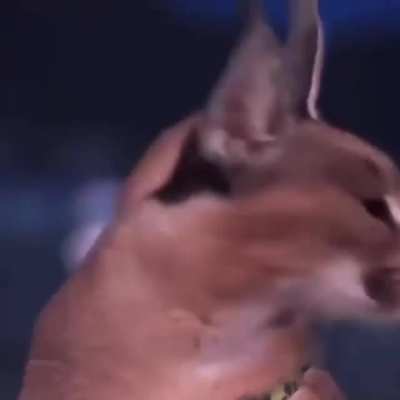 You.