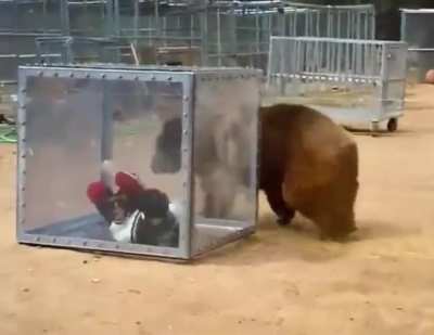 Good guy bear helping free terrified human