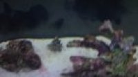 My hungry Octopus Vladimirina