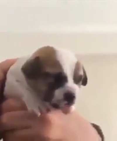 Puppy goes to veterinary for the first time