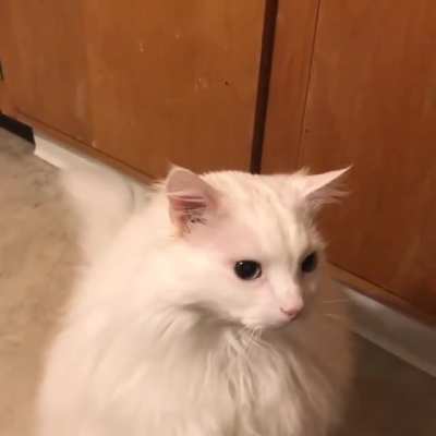 Thurston Waffles wants his treats
