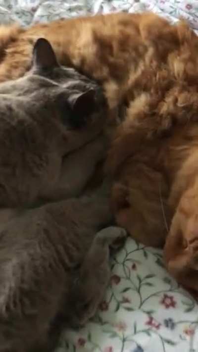Knead the floof