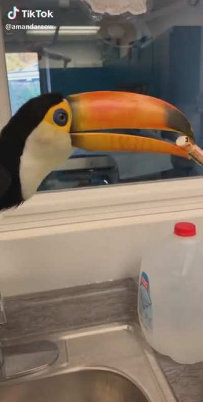 silly bird chapstick not for you