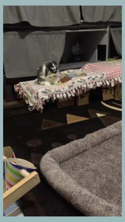 Holly meticulously cleaning up after supper.