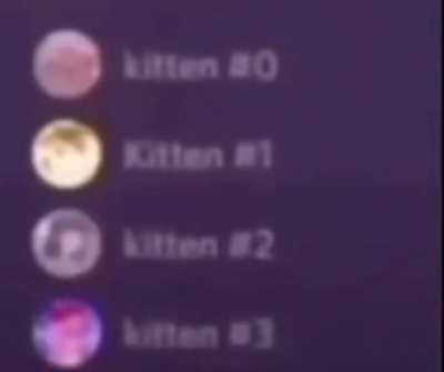 Kitten 🤗