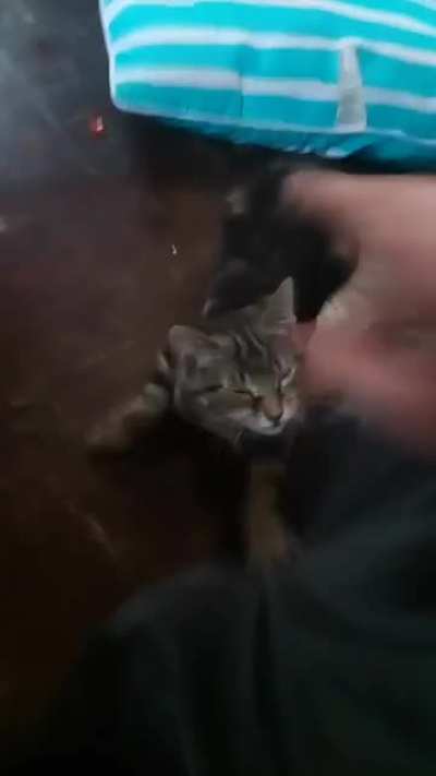 Cat attack