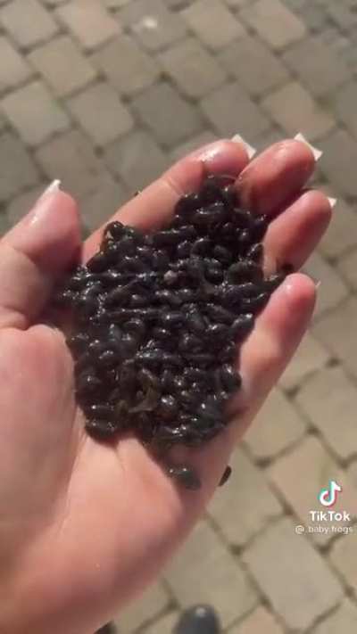 Why is no one considering how the addition of MILLIONS of mature frogs could harm the ecosystem? (Raise & release seems to be the goal)