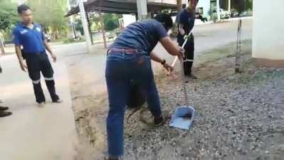 How NOT to catch snakes, in case you were wondering!