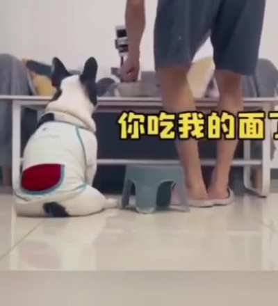 smart dog