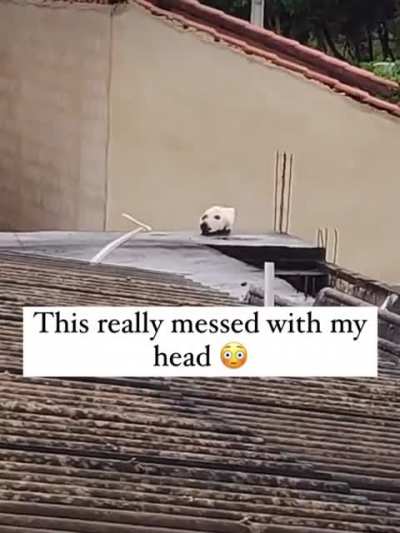 What da dog doin