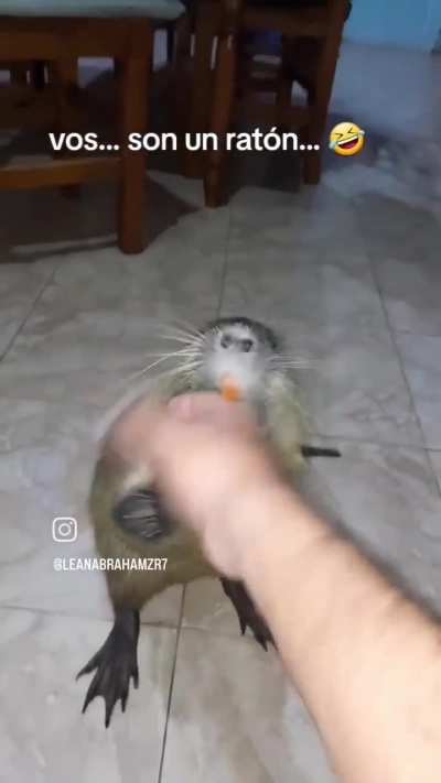 Argentinian playing with the food