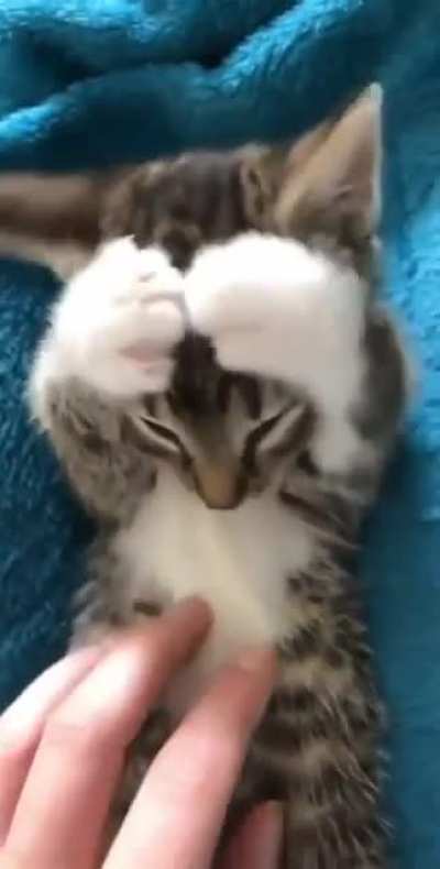 Sleepy kitty