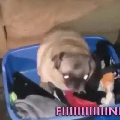 PUG bailando