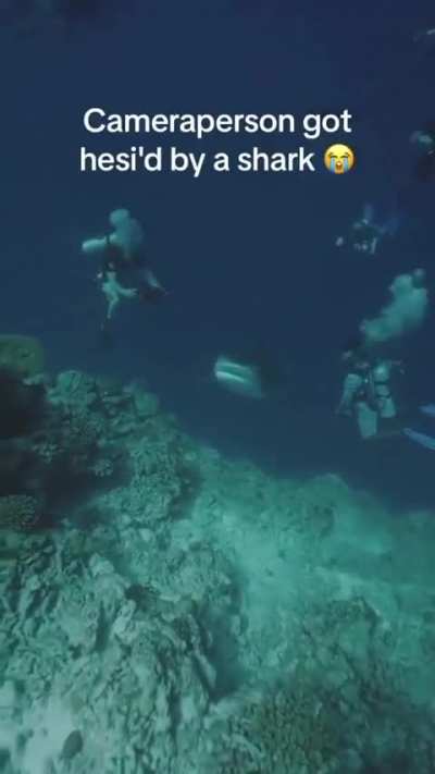Shark - haha gottem