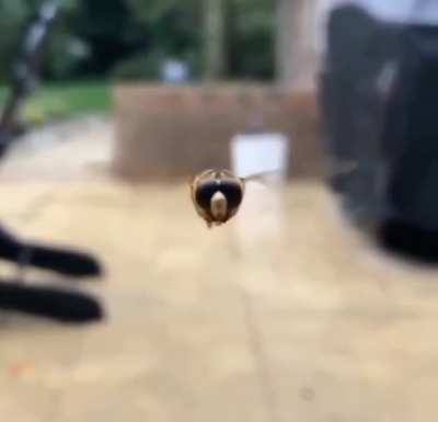 A hornet