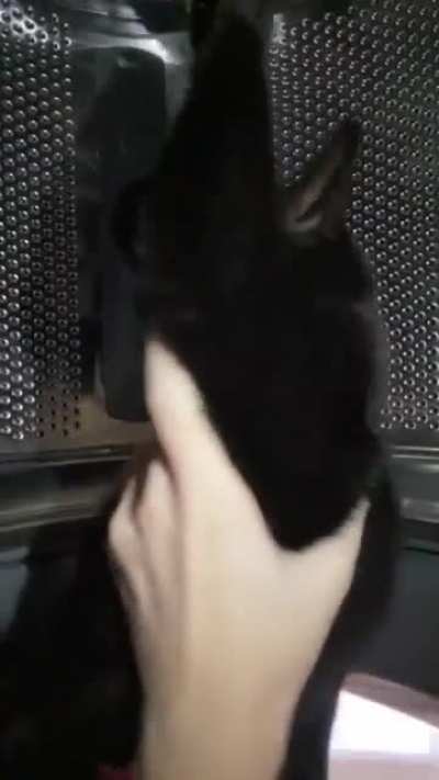 Another successful SpaceX Meowssion (Interstellar Edition)