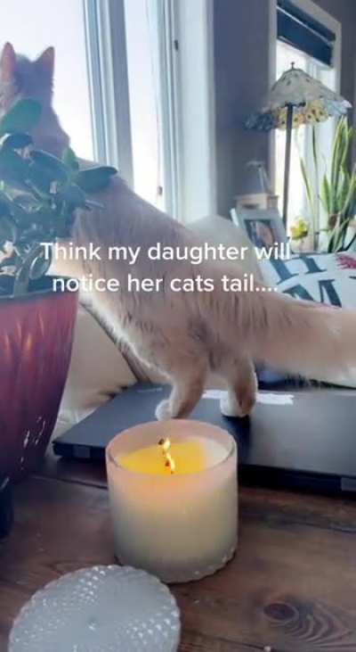 Seriously this cat is little stu..