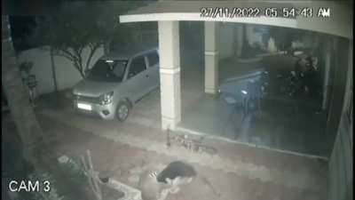 Leopard Attack German Shepherd, GSD gives a good account of itself.