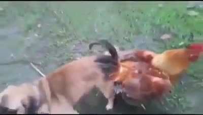 Perro peruano