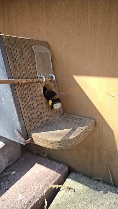 of a bumblebee